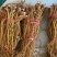 种植无头新鲜五指毛桃