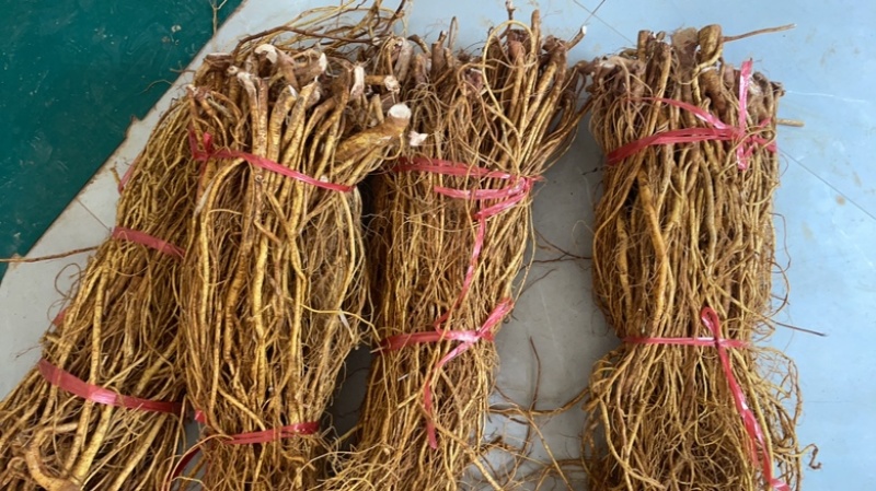 种植无头新鲜五指毛桃