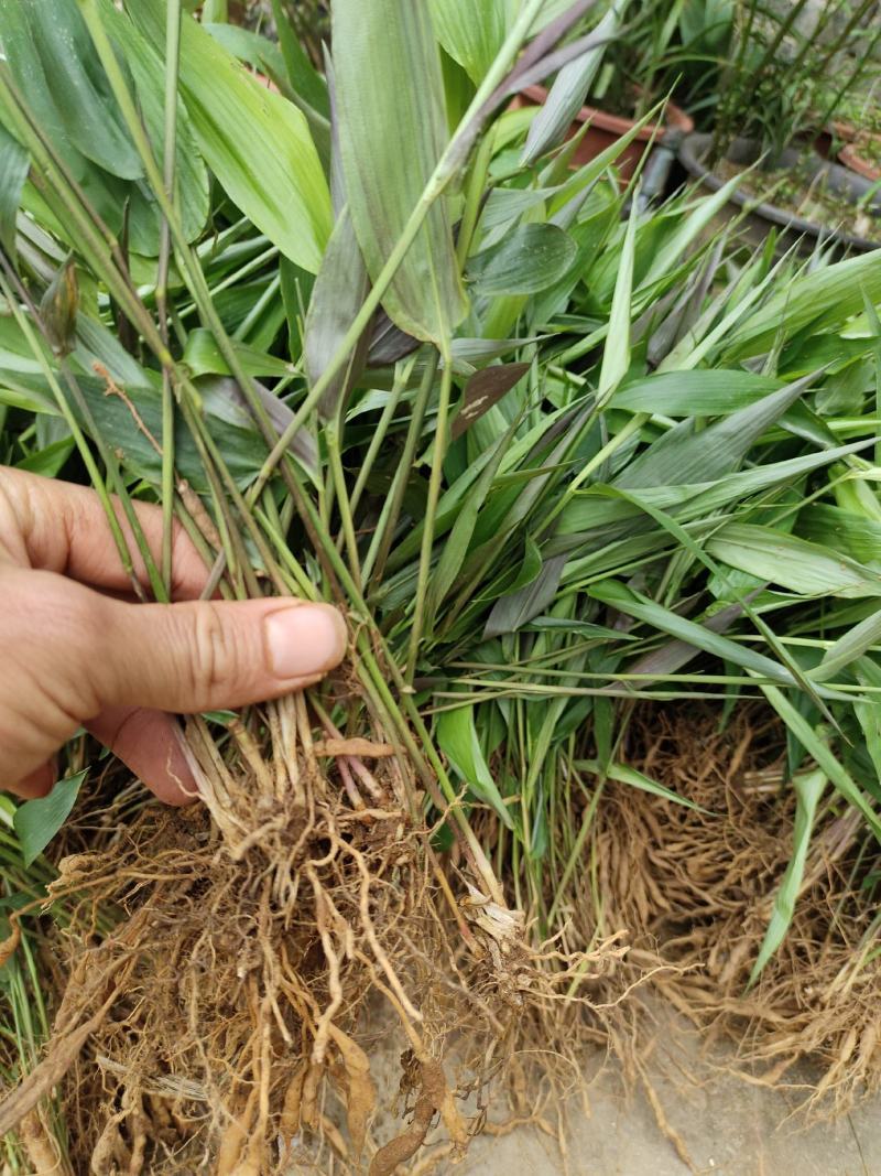 淡竹叶苗盆栽易活好养淡竹苗药材新鲜四季草苗大苗