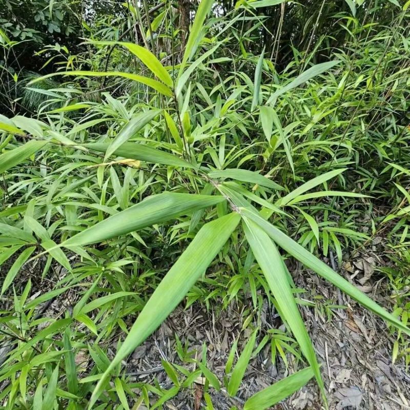 淡竹叶苗盆栽易活好养淡竹苗药材新鲜四季草苗大苗