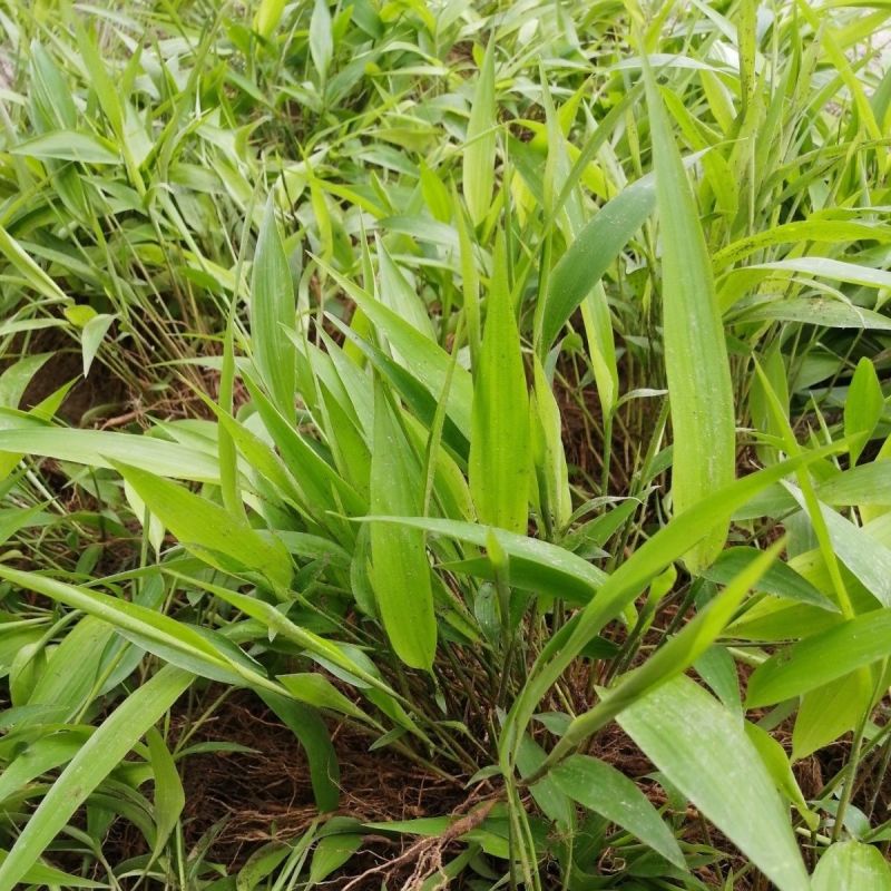 淡竹叶苗盆栽易活好养淡竹苗药材新鲜四季草苗大苗