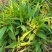 淡竹叶苗盆栽易活好养淡竹苗药材新鲜四季草苗大苗