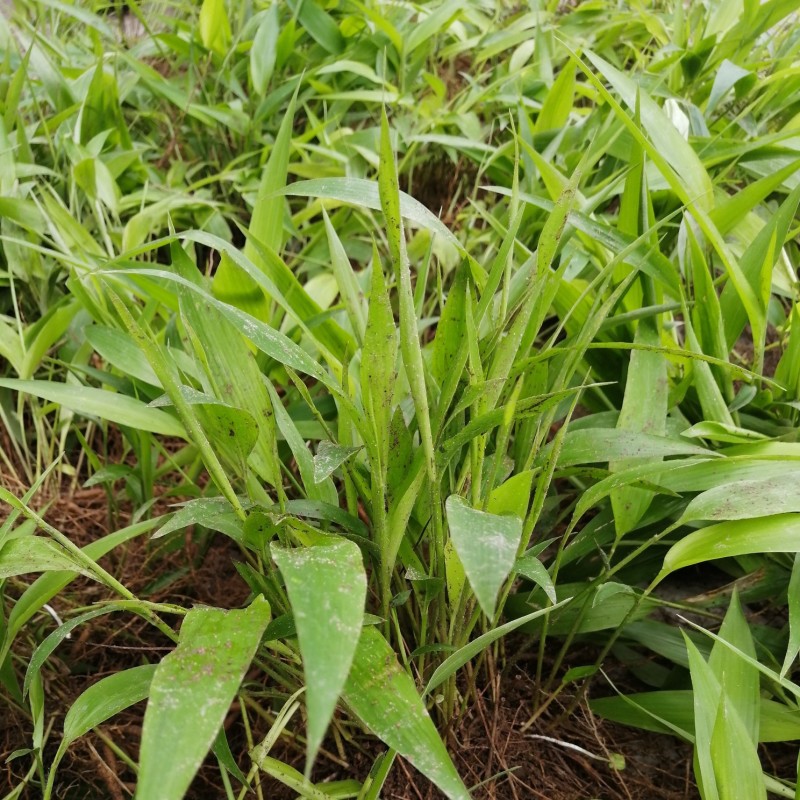 淡竹叶苗盆栽易活好养淡竹苗药材新鲜四季草苗大苗