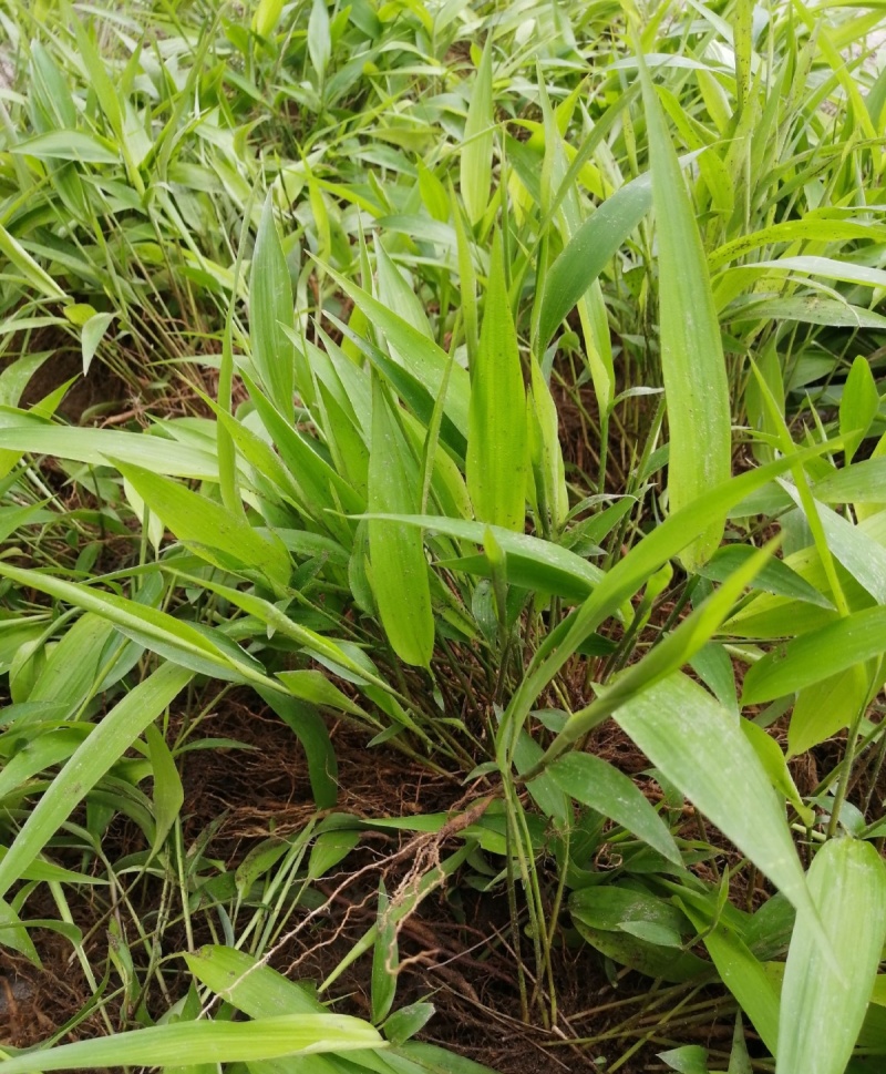 淡竹叶苗盆栽易活好养淡竹苗药材新鲜四季草苗大苗