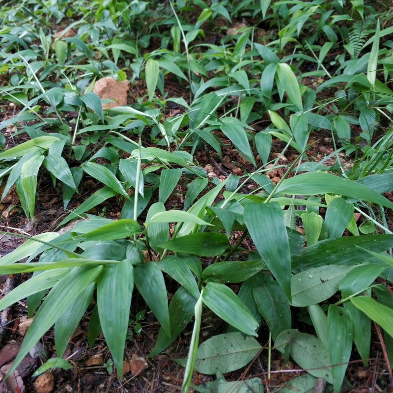 淡竹叶苗盆栽易活好养淡竹苗药材新鲜四季草苗大苗