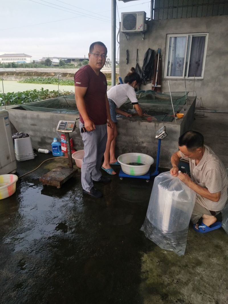鲈鱼苗加洲鲈鱼大口黑鲈免费提供养殖技术