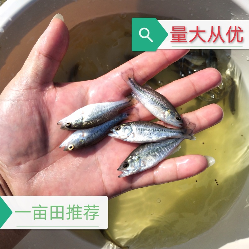 鲈鱼苗加洲鲈鱼大口黑鲈免费提供养殖技术