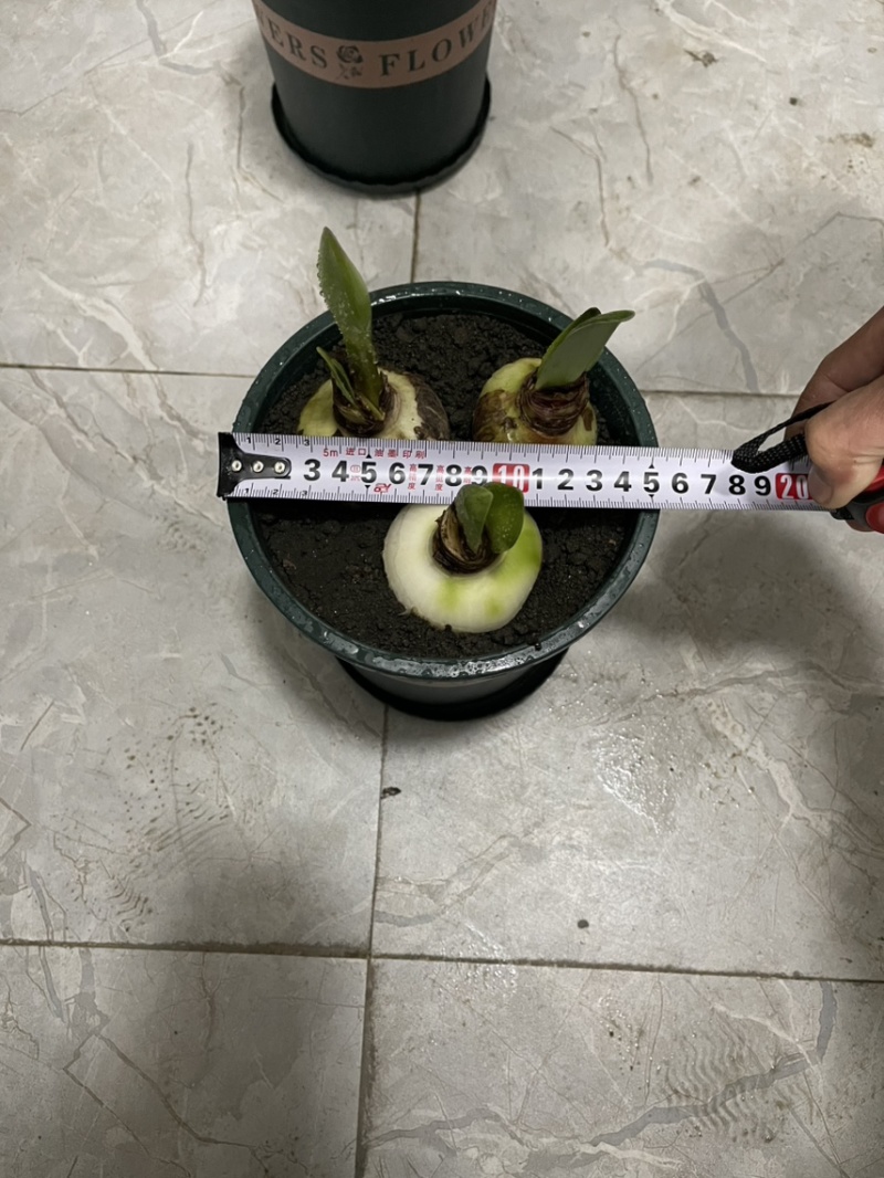 朱顶红种球出售