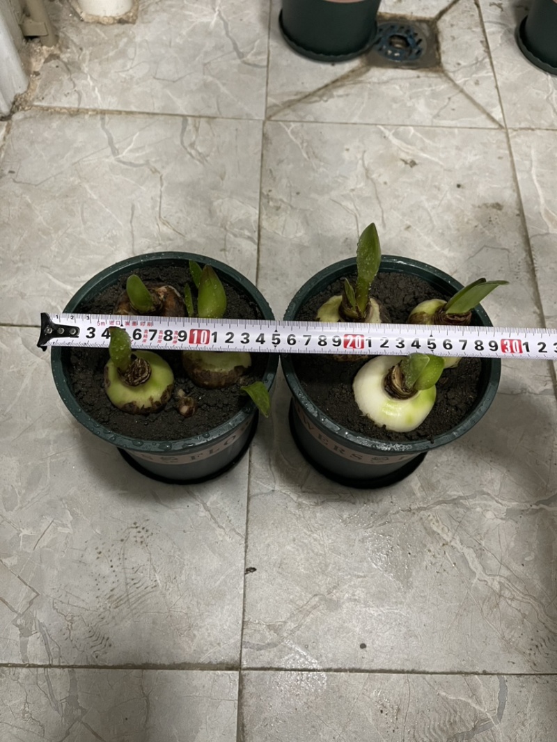 朱顶红种球出售