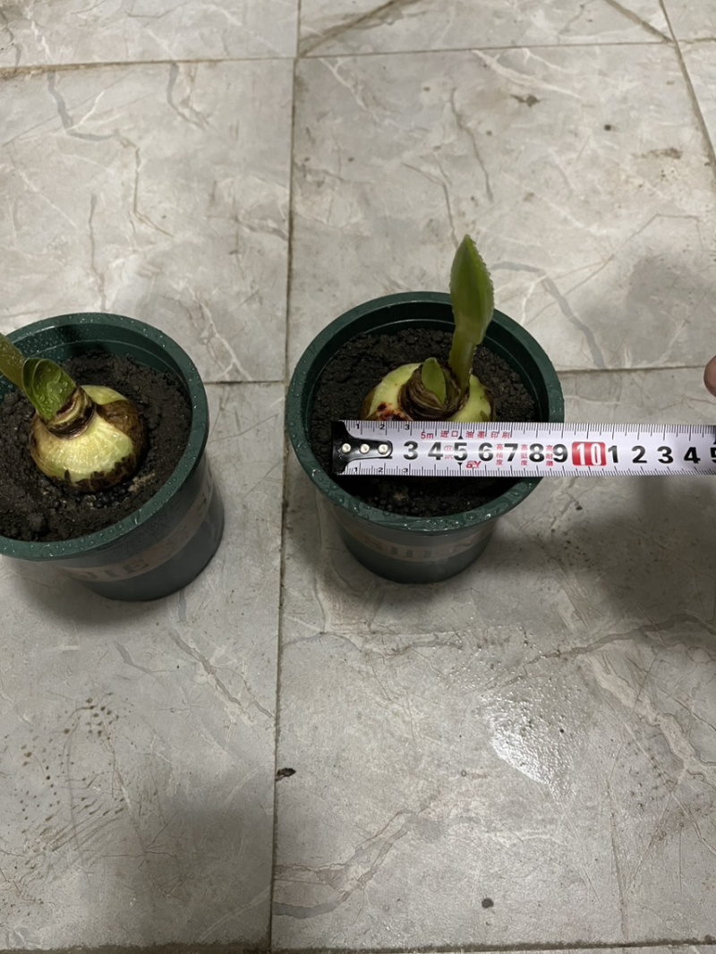 朱顶红种球出售