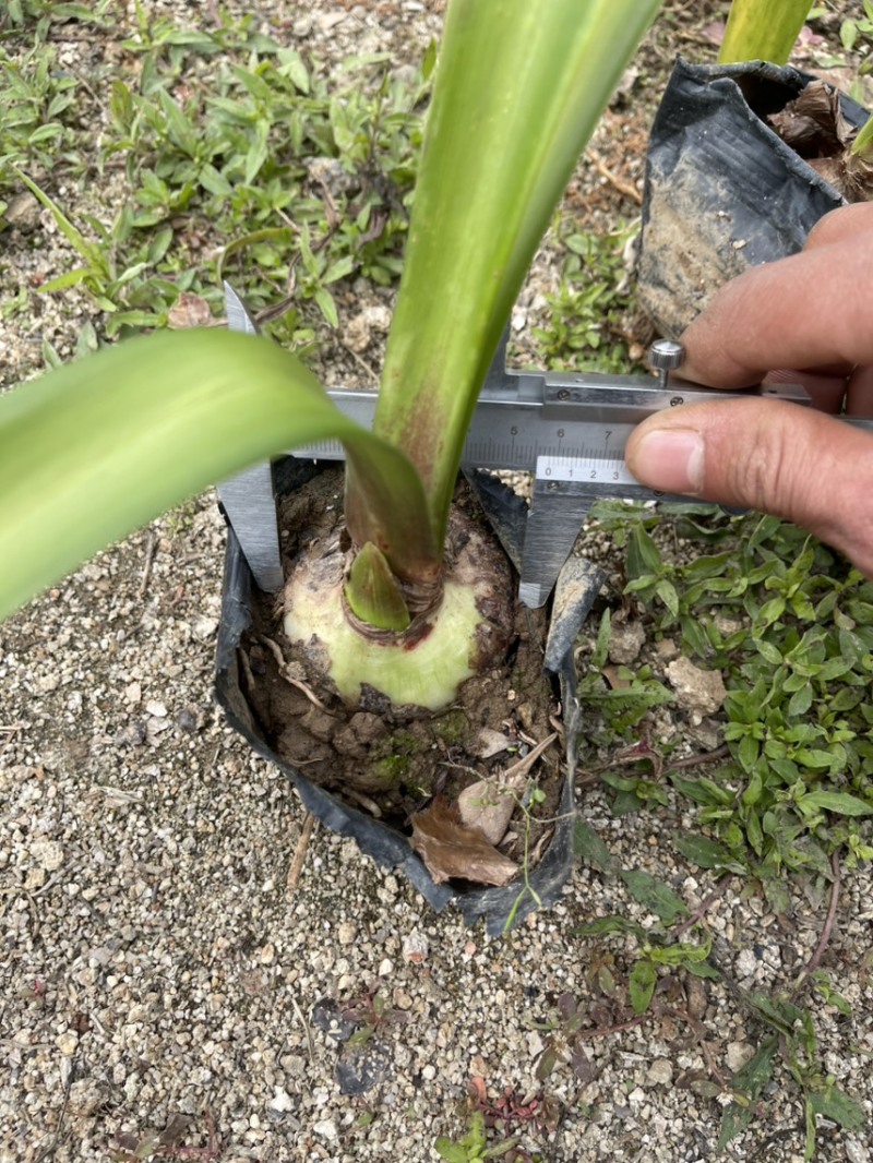 朱顶红种球出售