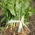 三百草种苗野生中药材野生天性草全草三白草带根