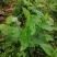 三百草种苗野生中药材野生天性草全草三白草带根
