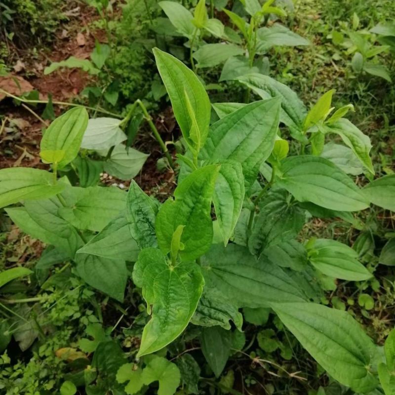 三百草种苗野生中药材野生天性草全草三白草带根