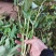 三百草种苗野生中药材野生天性草全草三白草带根