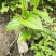 三百草种苗野生中药材野生天性草全草三白草带根