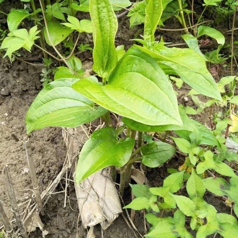 三百草种苗野生中药材野生天性草全草三白草带根