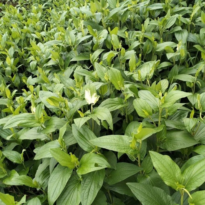 三百草种苗野生中药材野生天性草全草三白草带根