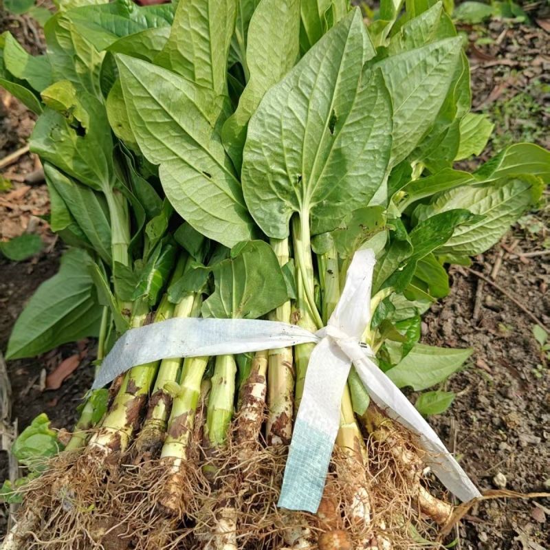 三百草种苗野生中药材野生天性草全草三白草带根