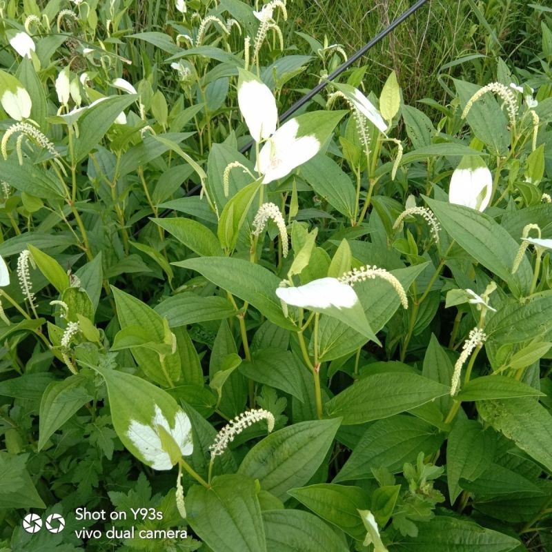 三百草种苗野生中药材野生天性草全草三白草带根