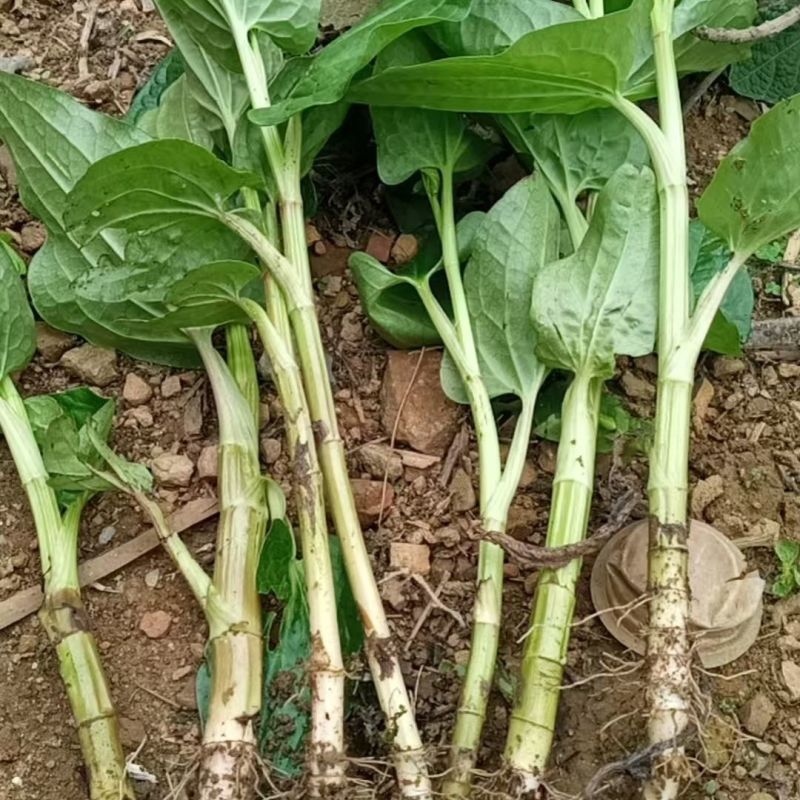 三百草种苗野生中药材野生天性草全草三白草带根