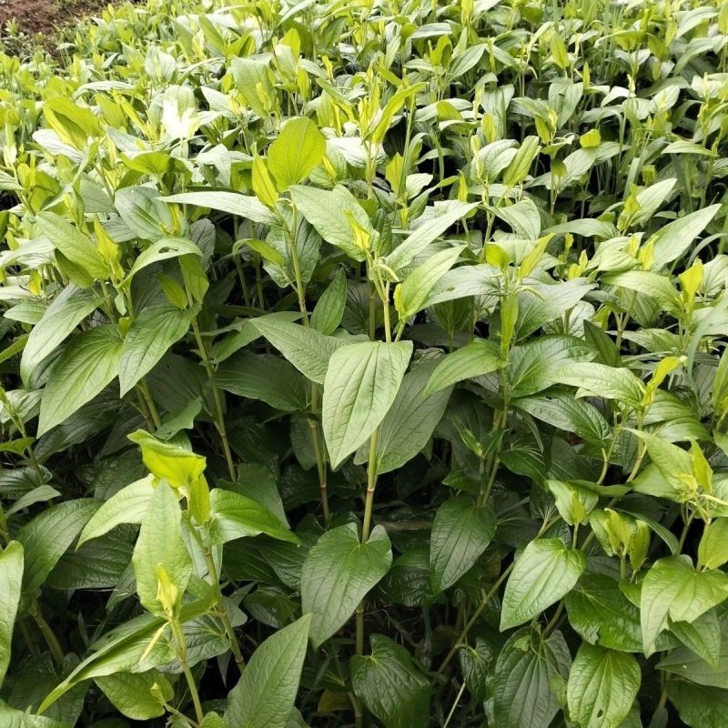 三百草种苗野生中药材野生天性草全草三白草带根
