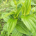 三百草种苗野生中药材野生天性草全草三白草带根