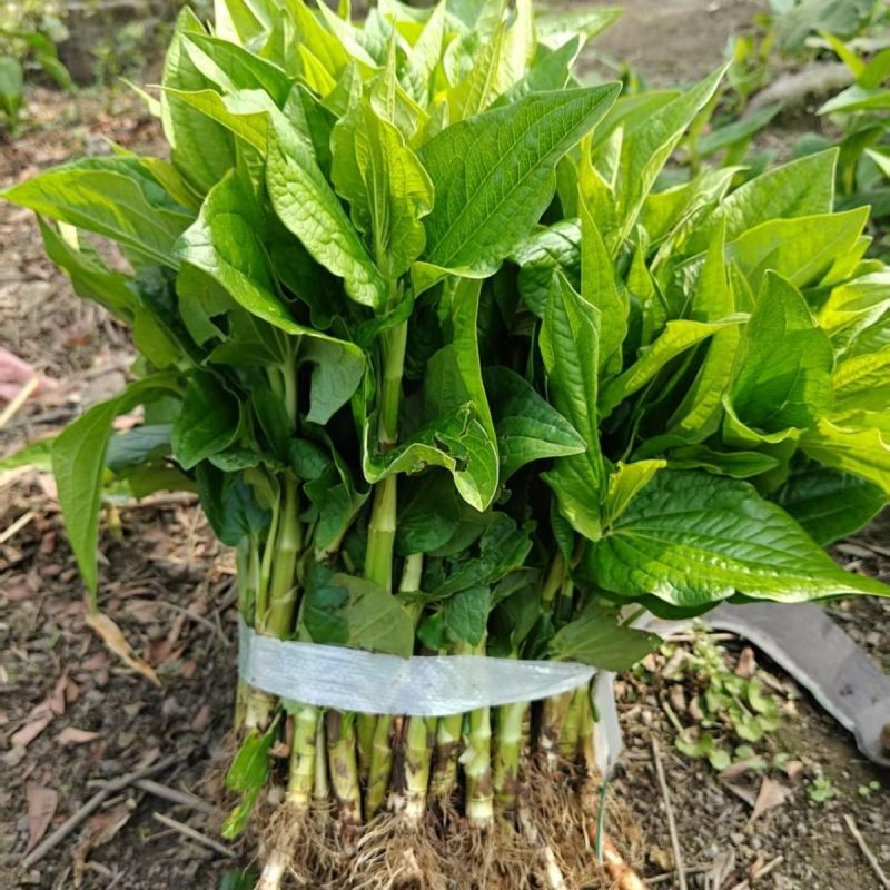 三百草种苗野生中药材野生天性草全草三白草带根