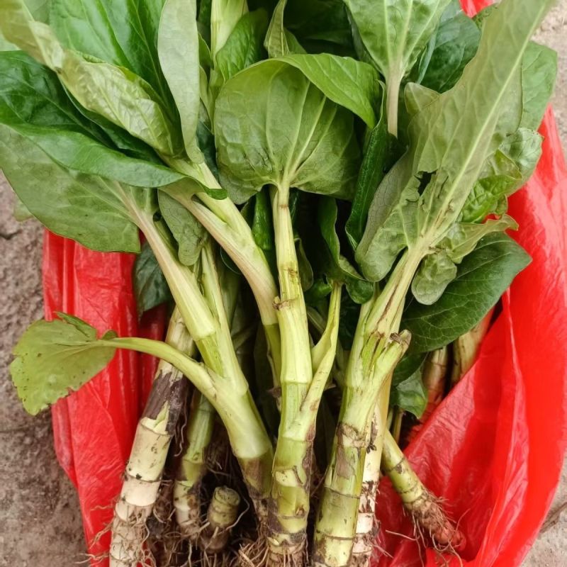 三百草种苗野生中药材野生天性草全草三白草带根