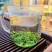 250g高山绿茶新茶浓香型绿茶叶绿茶碧螺春