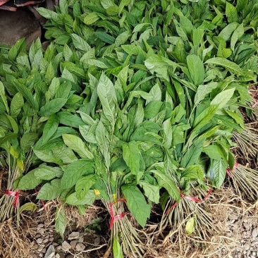 黄花倒水莲种苗高产易生中草药材泡酒食材倒吊黄月子煲汤
