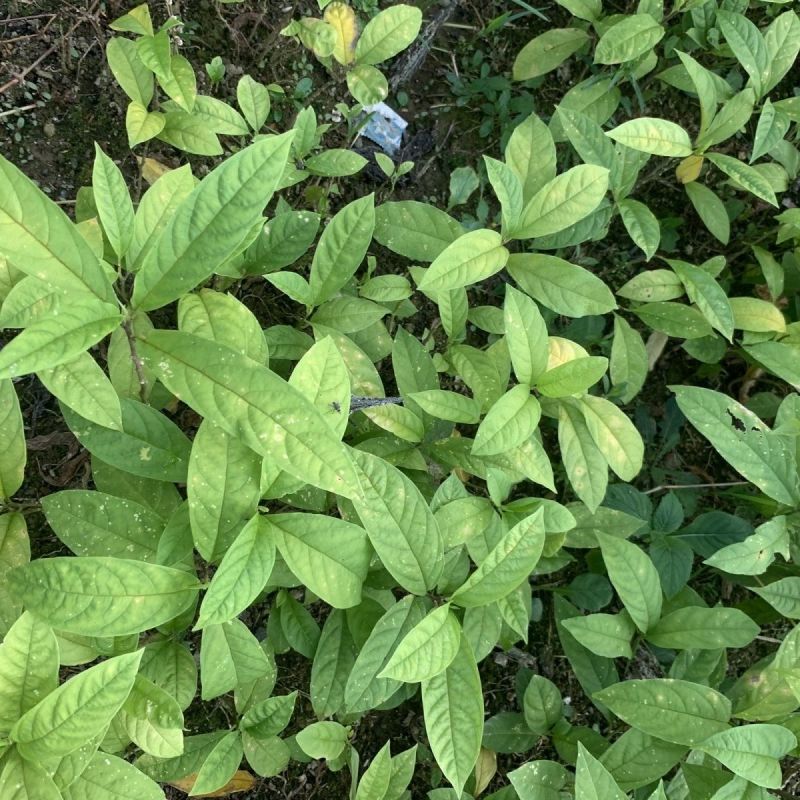 黄花倒水莲种苗高产易生中草药材泡酒食材倒吊黄月子煲汤