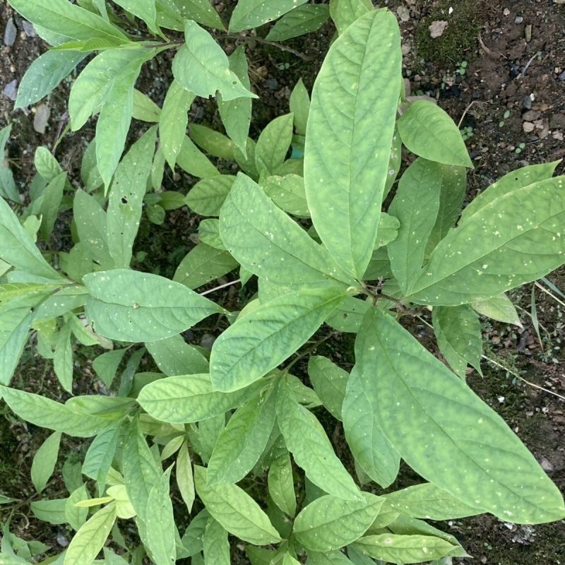 黄花倒水莲种苗高产易生中草药材泡酒食材倒吊黄月子煲汤