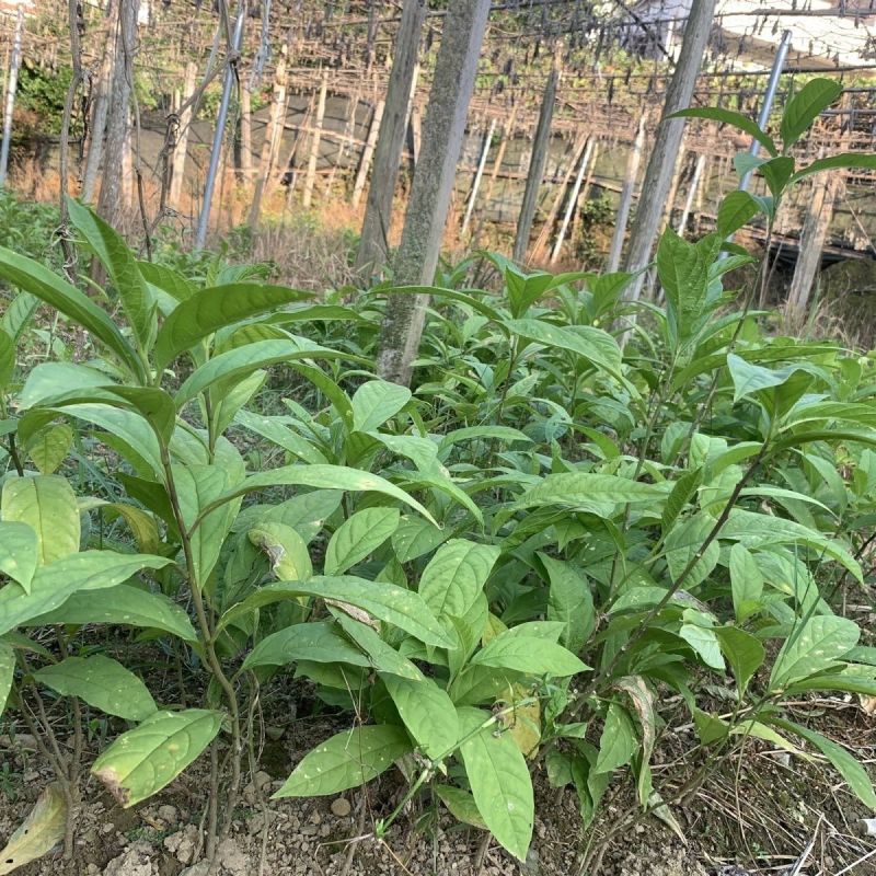 黄花倒水莲种苗高产易生中草药材泡酒食材倒吊黄月子煲汤