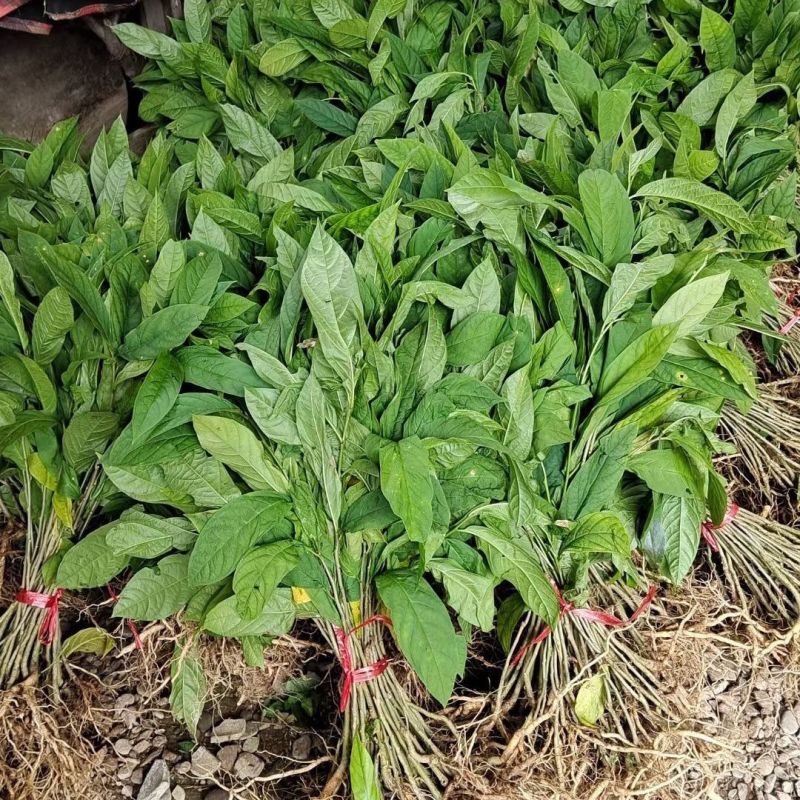 黄花倒水莲种苗高产易生中草药材泡酒食材倒吊黄月子煲汤
