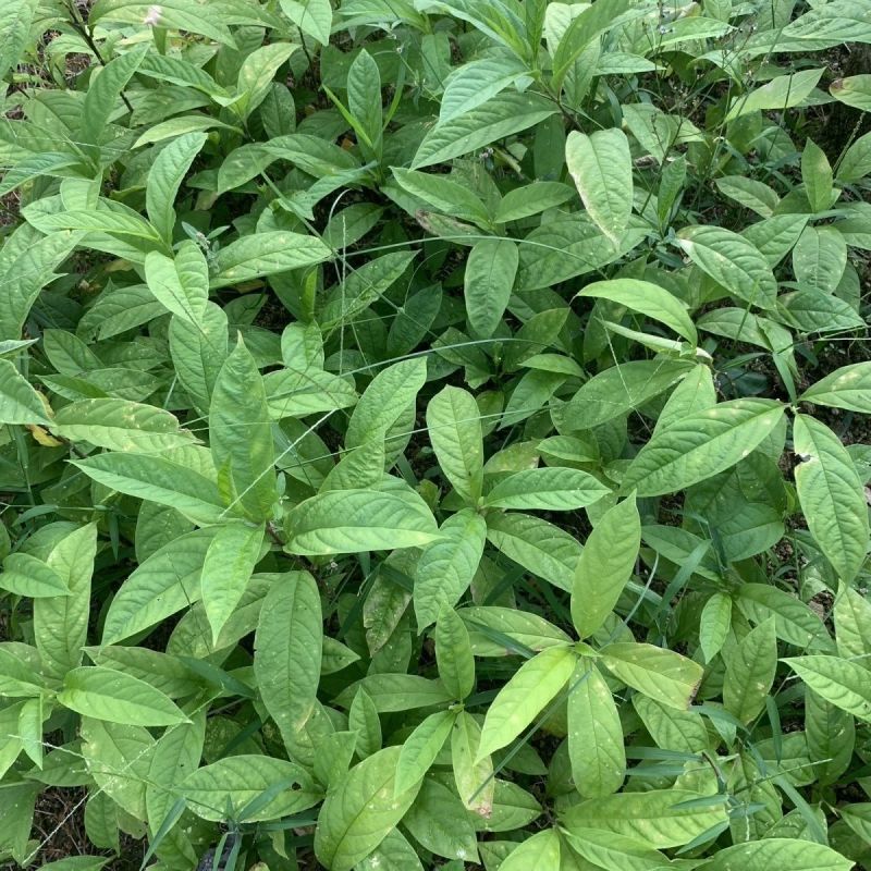 黄花倒水莲种苗高产易生中草药材泡酒食材倒吊黄月子煲汤