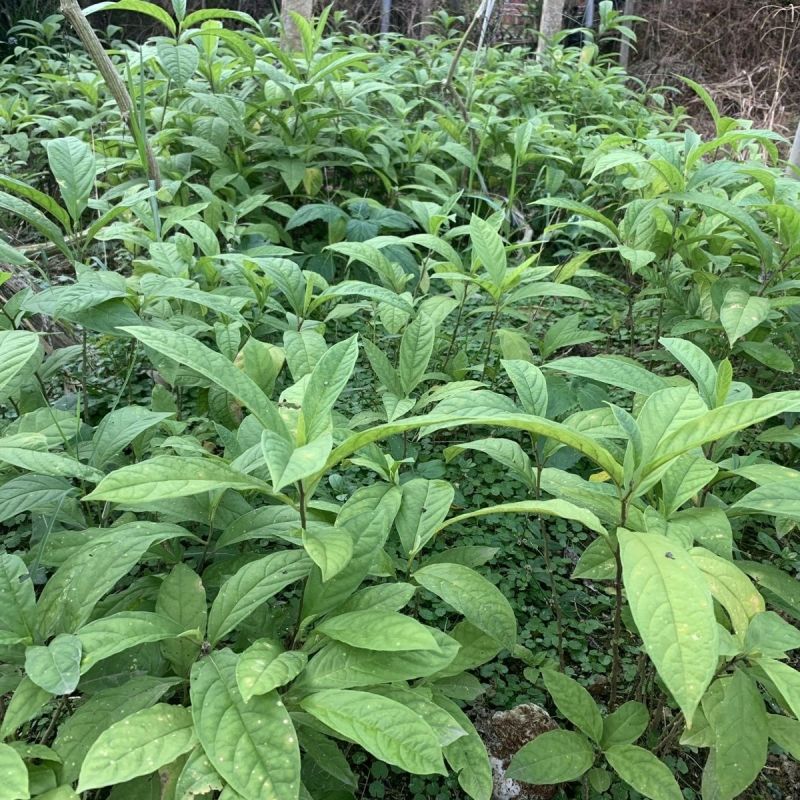 黄花倒水莲种苗高产易生中草药材泡酒食材倒吊黄月子煲汤