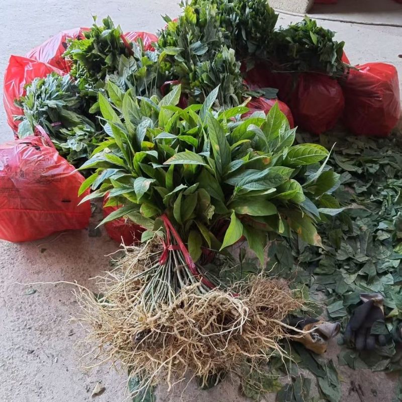 黄花倒水莲种苗高产易生中草药材泡酒食材倒吊黄月子煲汤