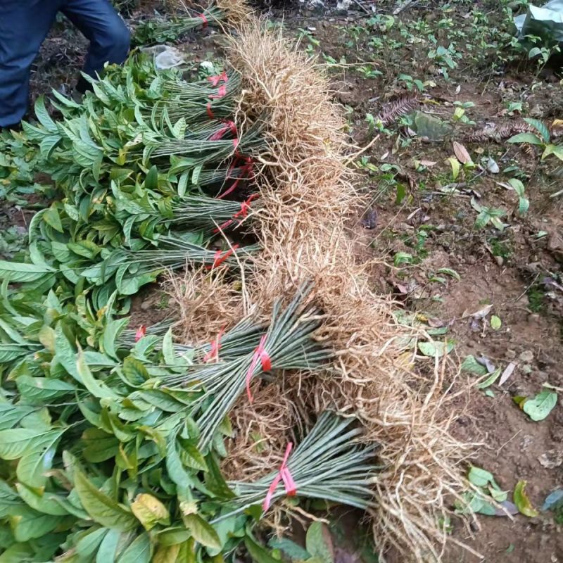 黄花倒水莲种苗高产易生中草药材泡酒食材倒吊黄月子煲汤