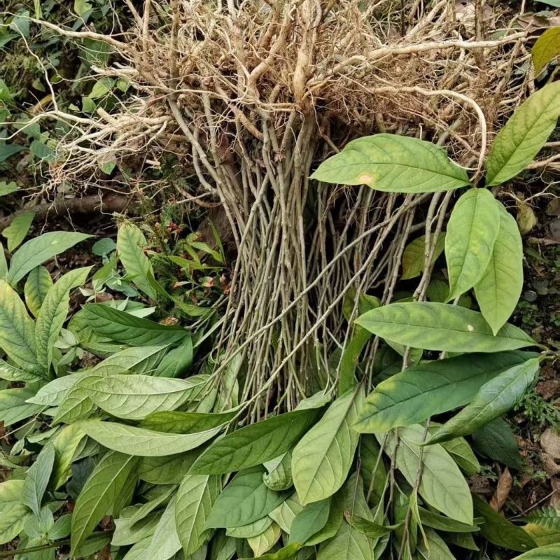 黄花倒水莲种苗高产易生中草药材泡酒食材倒吊黄月子煲汤