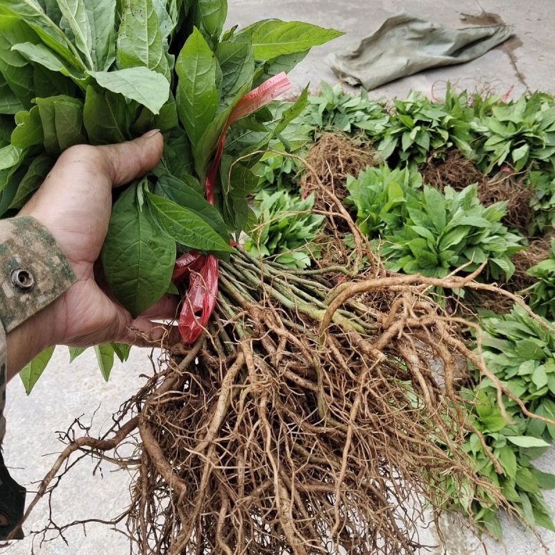 黄花倒水莲种苗高产易生中草药材泡酒食材倒吊黄月子煲汤