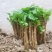 枸杞种苗枝条苗基地种植户大单专用枸杞扦插苗