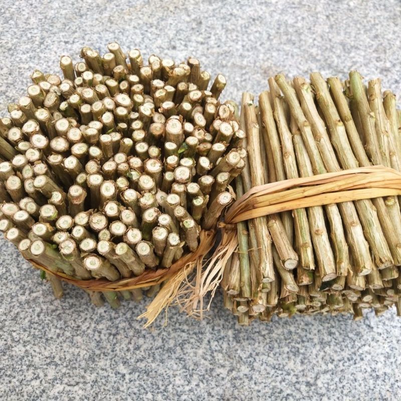 枸杞种苗枝条苗基地种植户大单专用枸杞扦插苗
