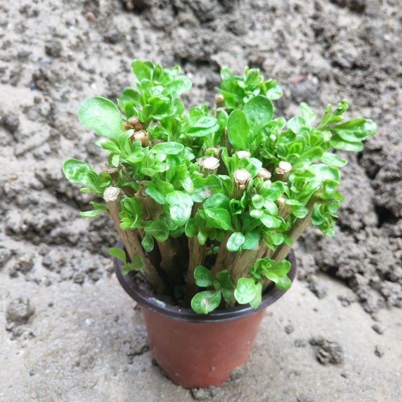 枸杞种苗枝条苗基地种植户大单专用枸杞扦插苗
