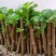 枸杞种苗枝条苗基地种植户大单专用枸杞扦插苗