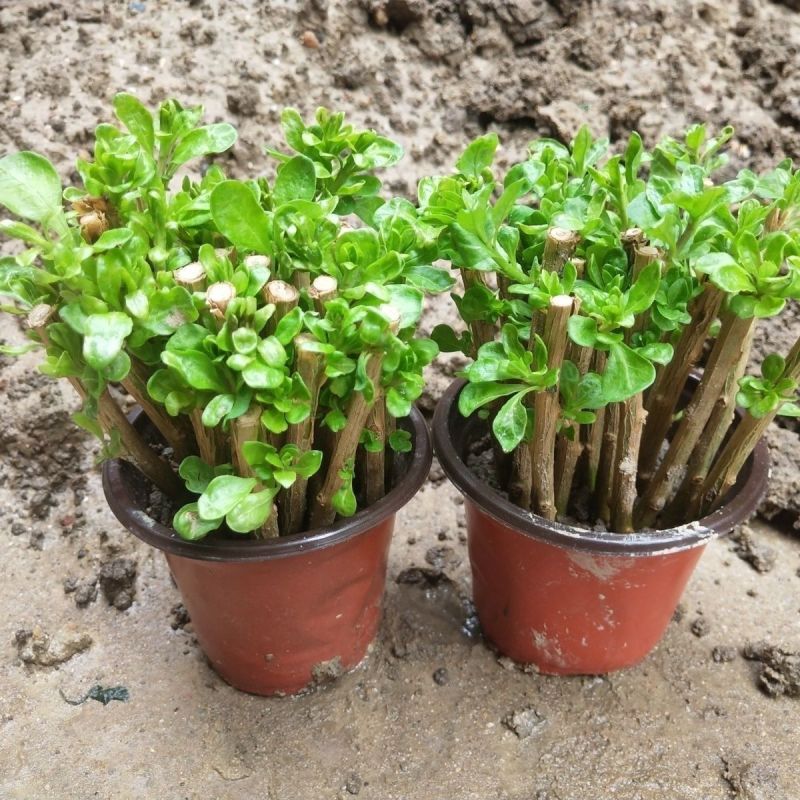 枸杞种苗枝条苗基地种植户大单专用枸杞扦插苗