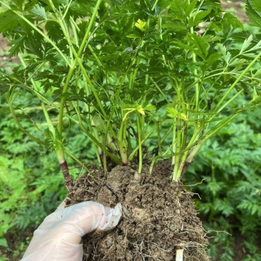 川芎苗庭院绿植食用中药材种苗阳台盆景盆栽大面积种植