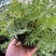 川芎苗庭院绿植食用中药材种苗阳台盆景盆栽大面积种植