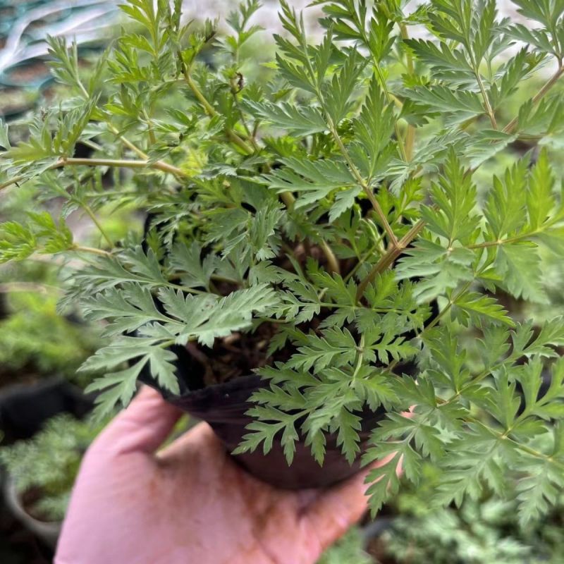 川芎苗庭院绿植食用中药材种苗阳台盆景盆栽大面积种植