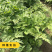 川芎苗庭院绿植食用中药材种苗阳台盆景盆栽大面积种植